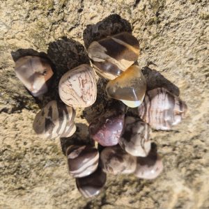 Alternative view of Pierre Roulée Jaspe Zébré